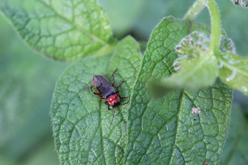 Fototapeta premium жук на листке