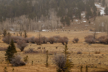 Mountain Autumn Forest Field