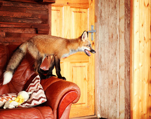 A red fox climbs on the sofa.