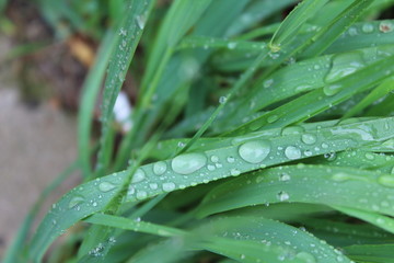 росинка на траве