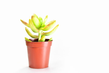 白背景の多肉植物