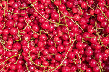 Johannisbeeren als Hintergrund 