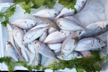 Fish at market