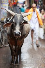 sacred cow, Raljasthan