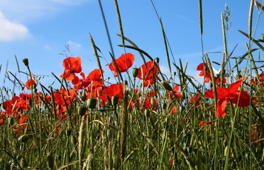 Red poppies