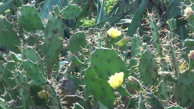 Close up of a prickly pear with flowers on Penghu islands, in Taiwan. Fig opuntia is grown primarily as a fruit crop, but also for the vegetable nopales and other uses. 