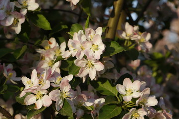 Chinese flowering crab-apple blooming