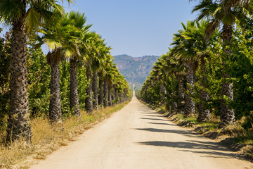 the palm avenue