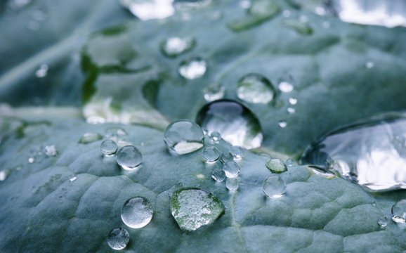 macro close up of pure rain drops on blue green leaf with venation texture zen background 