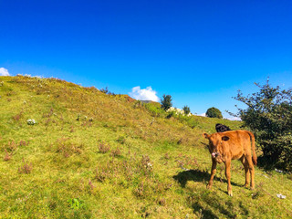 Mountain landscape on the way to Timling, Nepal