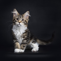 Fototapeta na wymiar Brown tabby with white Maine Coon cat / kitten standing on black background looking at camera