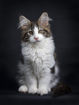 brown tabby with white maine coon kitten sitting facing camera, tail around paws and looking at lens with brown eyes