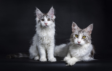Maine Coon mother and child cat / kitten isolated on blacj background