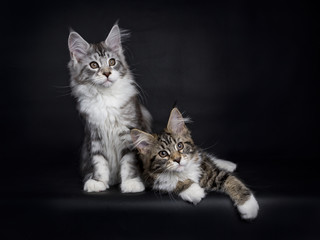 Fototapeta na wymiar Two Maine Coon kittens laying / sitting isolated on black background