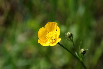 Obraz premium Yellow buttercup on a green background Желтый лютик на зеленом фоне
