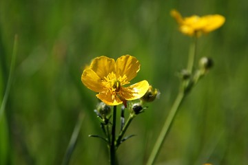Obraz premium Yellow buttercup on a green background Желтый лютик на зеленом фоне