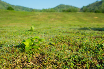 abstract small besil on grass field - can use to display or montage on product
