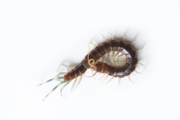 The Giant red Centipede dangerous animal on white background.