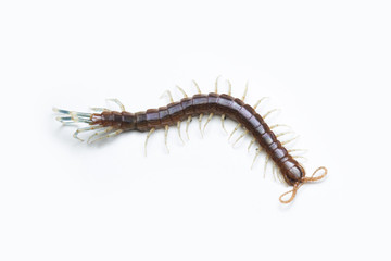 The Giant red Centipede dangerous animal on white background.
