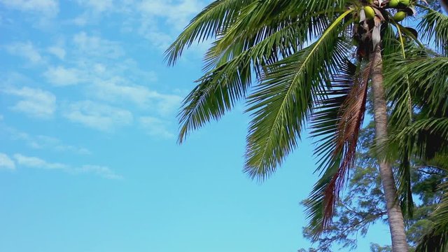 Swaying palm tree against the blue sky
