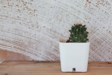 Cactus in white pot 