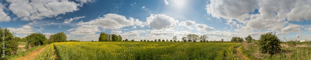 Wall mural panorama blossoming rape field and cloudy sky