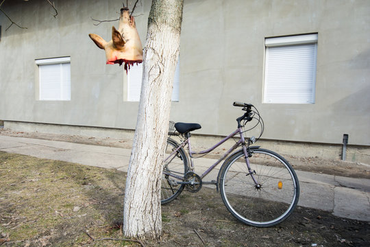 Dead pig head with a bicycle landscape - animal, meat