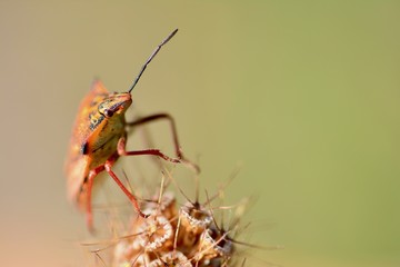 Insecto