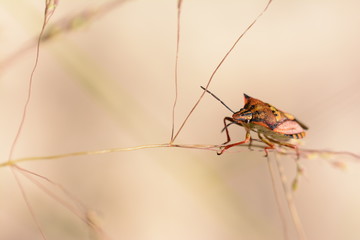 Insecto