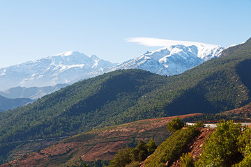 bush   in todra gorge  morocco