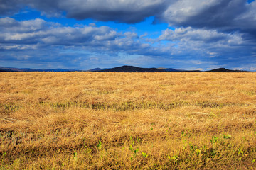 Fototapeta na wymiar Vast yellow grassland at sunset moment in autumn with mountains behind