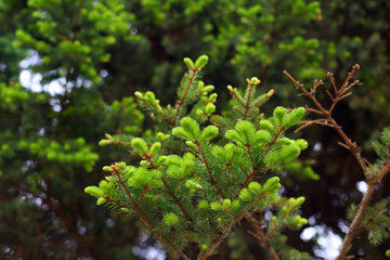 Spruce branches on a green background.The blue spruce, green spruce, white spruce. Picea Abies