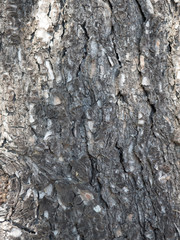 tree bark texture