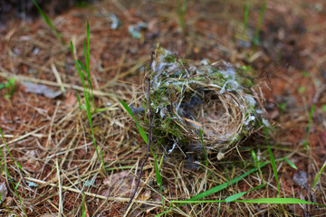 empty bird nest on the ground