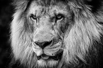 Woeste blik van een krachtige mannelijke Afrikaanse leeuw in zwart-wit