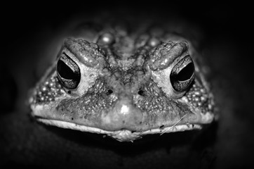 Closeup black and white macro of toad eyes isolated in dark shadows