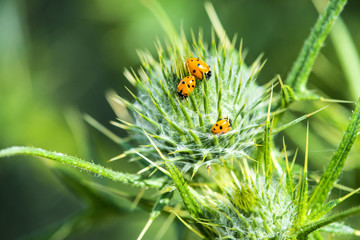 Marienkäfer auf Distel