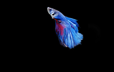 Betta fish thai.