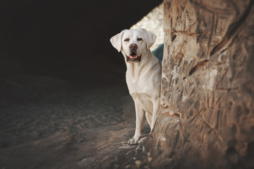 junger schöner labrador retriever hund welpe beim wandern im wald während einer sonnigen pause in einer höhle