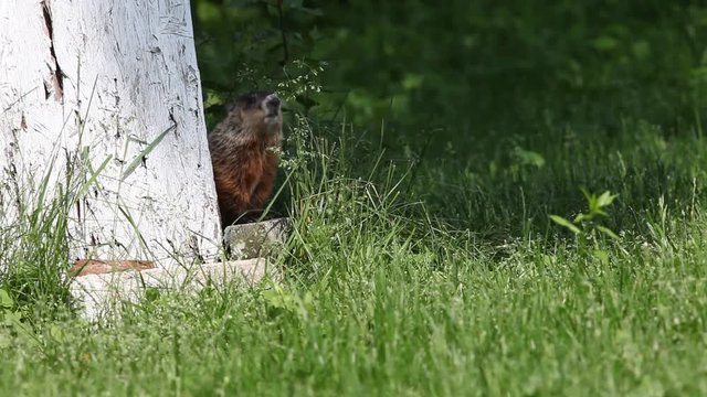 marmotte
