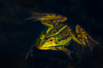 Green frog in dark water