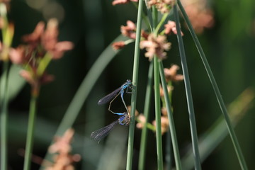 libellule © Seabird75