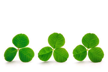 Green clover leaves.