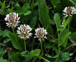 Flowers and white clover leaves used in livestock, beekeeping and landscape design