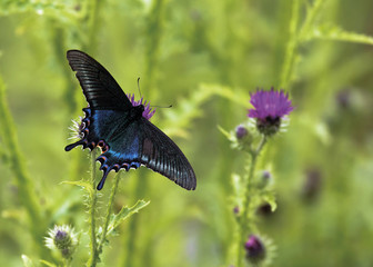 Papilio maackii Menetries