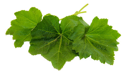 Leaves of fresh green Burdock plant isolated on white