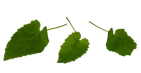Weed fresh green grass isolated on white
