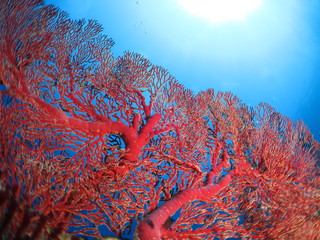Naklejka na ściany i meble 海中の宝石、美しいサンゴのある風景　オオイソバナ　ワイドマクロ　沖縄離島ダイビング