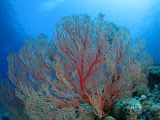 Fototapeta na wymiar 海中の宝石、美しいサンゴのある風景　オオイソバナ　ワイドマクロ　沖縄離島ダイビング