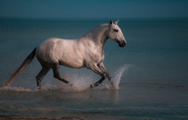 Fototapeta na wymiar Dapple-grey horse runs in the water of the blue sea